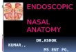 endoscopic anatomy of nasal cavity