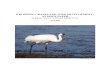 whooping cranes and wind development - an issue paper