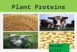 Plant proteins ppt