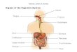Digestive system of humen