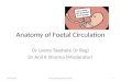 Anatomy of foetal circulation