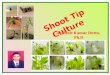 Shoot Tip Culture - Tissue Culture