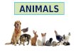 Animals vocabulary y1
