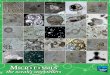 Download the Microfossils: The Ocean's Storytellers poster, with 