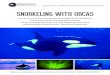 Snorkeling with orcaS -