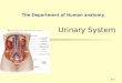 Anatomy 13-Urinary-system