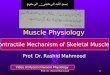 Contractile mechanism of skeletal muscle 2