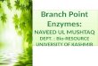 Branch point enzymes,(Phenylalanine Ammonium lyase):Shikkimic acid pathwayCHALCONE SYNTHASE :Phenylpropanoid pathwayGGPPS(Geranyl Geranyl pyrophosphosynthase):MEVALONIC ACID/MEP PATHWAY:OTHER