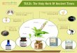 Tulsi- The Holy Herb of Ancient Times