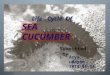 Sea cucumber ; life history