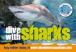 Shark dive - Brochure.pdf