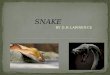 Snake by D.H lawrence
