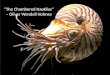 The Chambered Nautilus