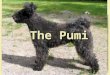 The pumi v4 for web