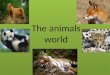 презентация "Мир животных"
