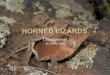 Horned lizards power point show pps