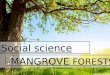 Mangrove forests ppt