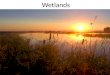 Decorah Envirothon - Wetlands