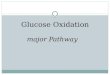 Glycolysis - Glucose oxidation