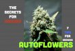 How to grow autoflowering cannabis