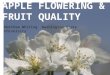 Apple Flowering and Fruit Quality
