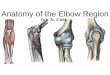 Anatomy of the elbow region