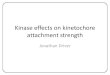 Kinase effects on kinetochore strength