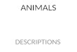 Animal descriptions y1