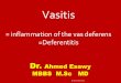 Imaging vastitis differentitis funiculitis seminal vesiculitis Dr Ahmed Esawy