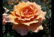 Beautiful Roses - Part 1