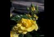 Beautiful Roses - Part 2
