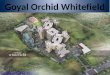 Goyal Orchid Whitefield | Bangalore Apartments Towers | 5 towers