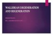 Wallerian degeneration and regeneration