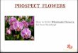 Prospect Flowers is Best Wholesale Wedding Flowers in India
