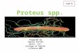 Proteus spp lecture