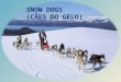 Snow Dogs (Cães do Gelo)