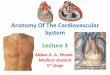 Anatomy of the cardiovascular system 3
