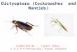 Dictyoptera and Isoptera