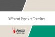 Different types of termites
