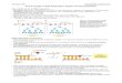 DNA replication, repair and recombination Notes