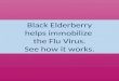 How black Elderberry helps immobilize the flu virus