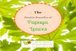 The Health Benefits of Papaya Leaves