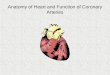 Anatomy and function of the coronary arteries