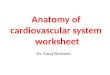 Anatomy pictures of cardiovascular system worksheet