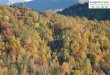 Amazing autumn-forest-3942-1920x1080