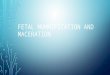 Fetal mummification and Maceration