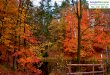 Amazing autumn-scene-in-the-forest-6003-1920x1080