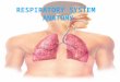 Respiratory System - Anatomy
