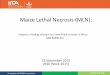 Maize Lethal Necrosis (MLN): Progress in finding solutions to a new threat to maize in Africa