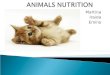 Animals Nutrition